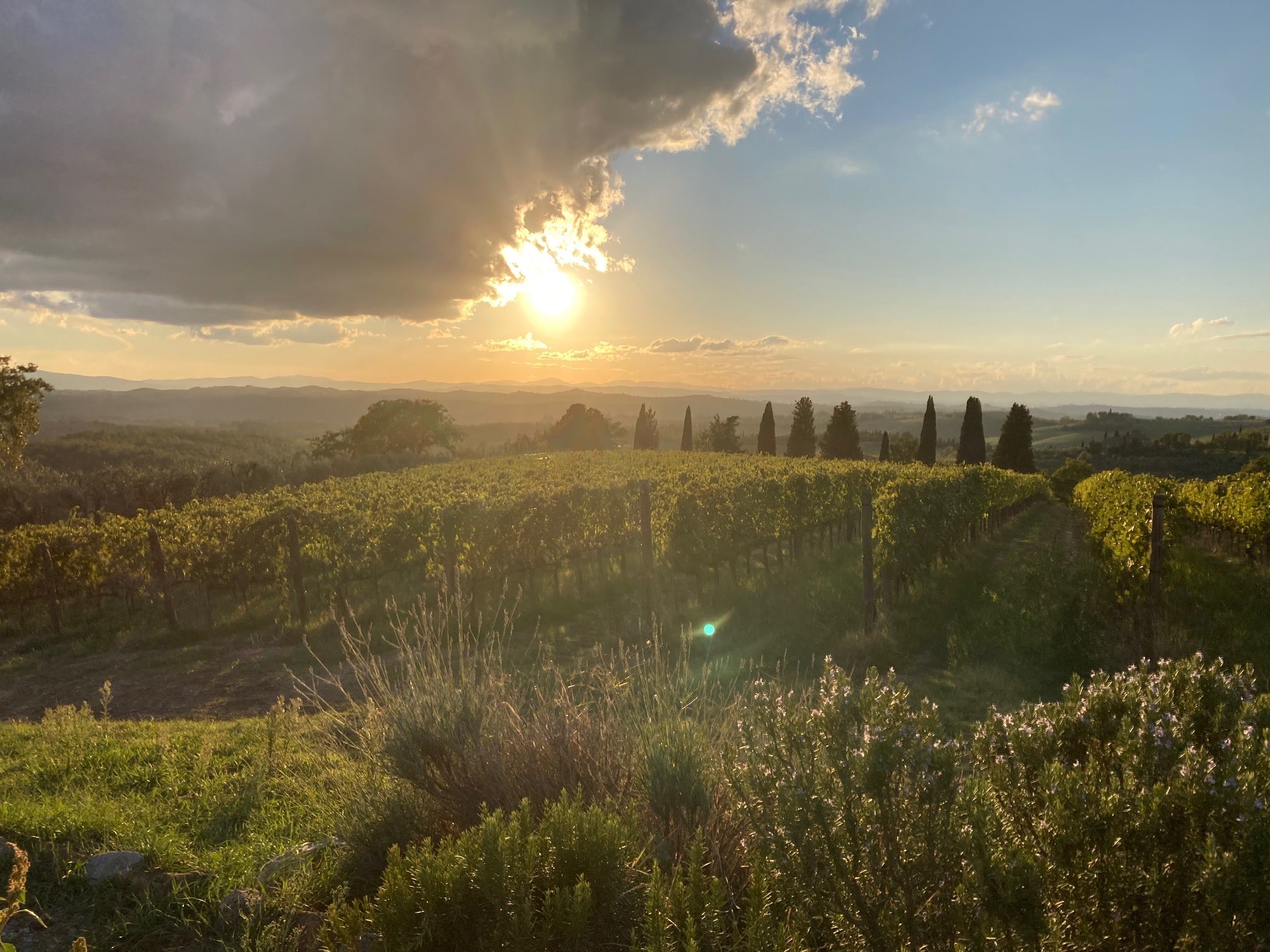 Vinmarker i Piemonte – gastronomi rejser