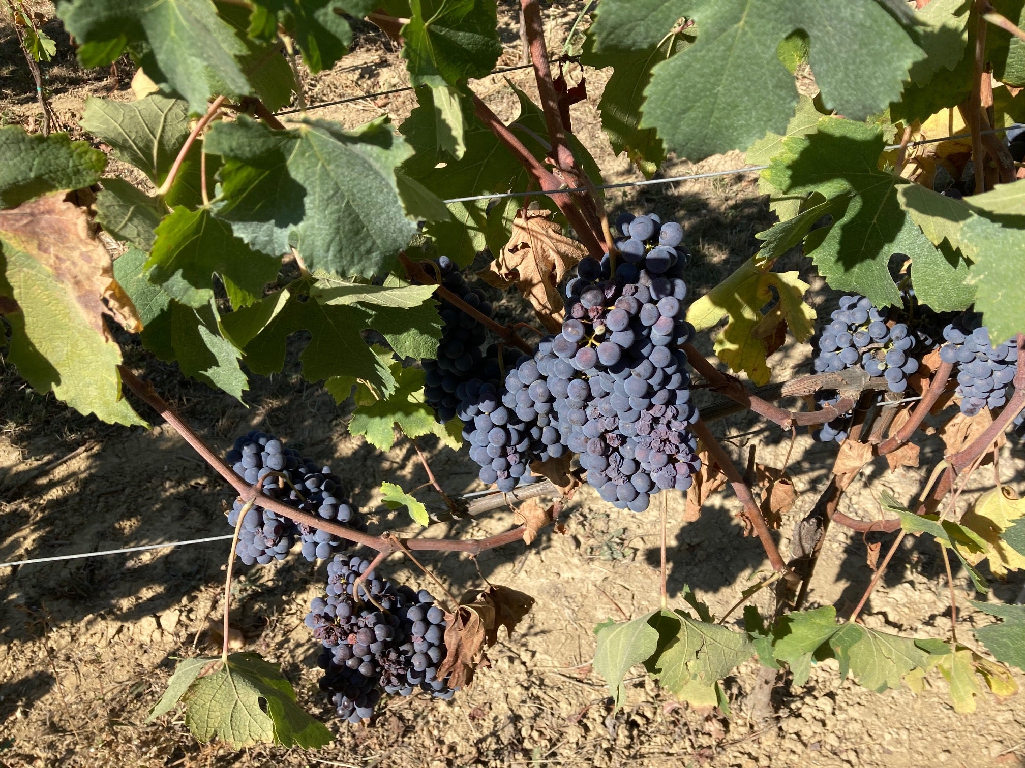 Barolo druer