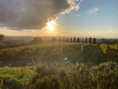 Vinmarker i Piemonte – gastronomi rejser