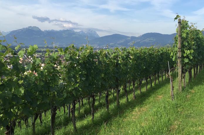 barolo vinmark