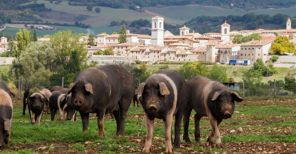 Glade grisebasser i Norcia